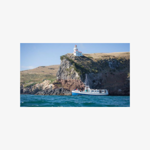 Dunedin City to Sea Wildlife Cruise + Peninsula Bus Tour